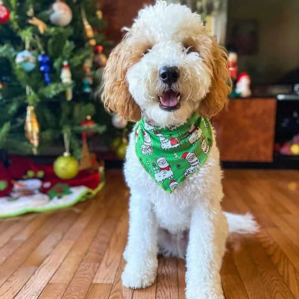 apricot parti goldendoodle