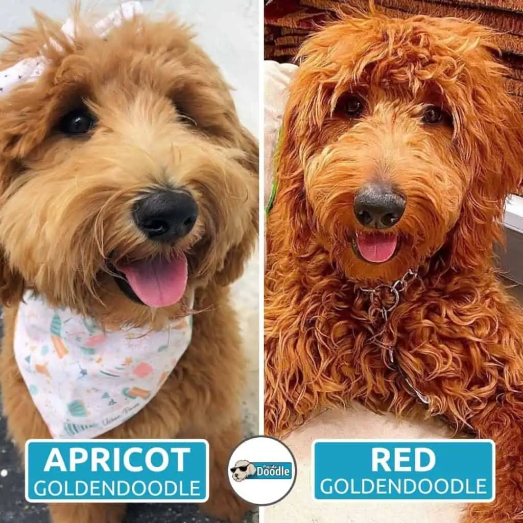 Medium apricot sale goldendoodle