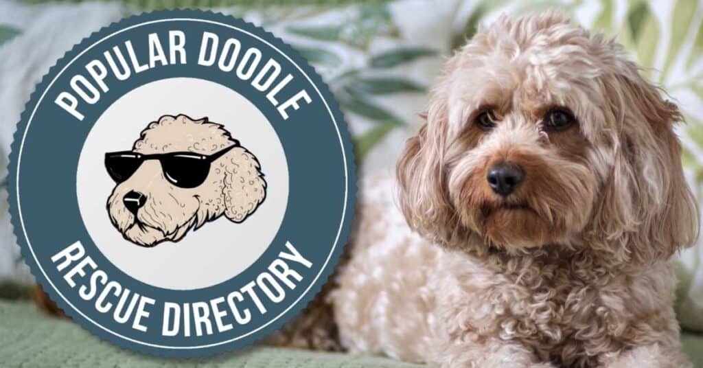 Cavoodle adoption 2024