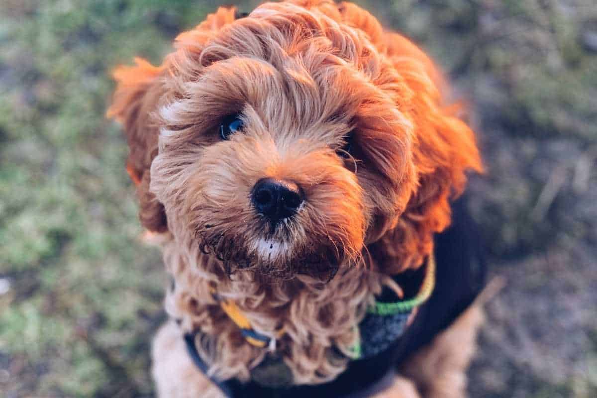 Cavapoo Rescue Directory: 10 LEGIT Adoption Organizations for Cavoodles