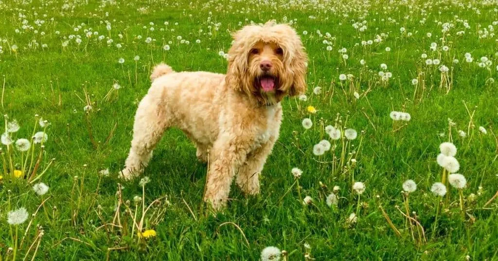 cockapoo-tail-docking