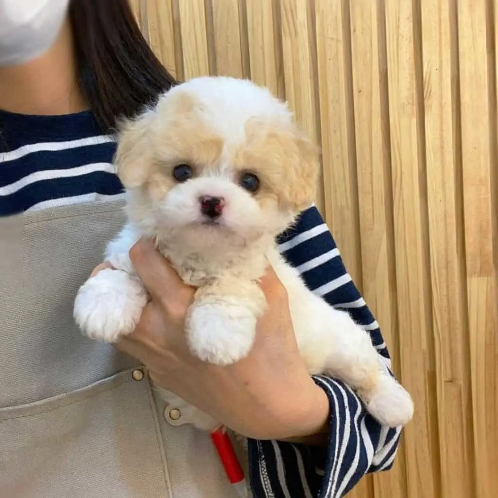 cream and white parti maltipoo