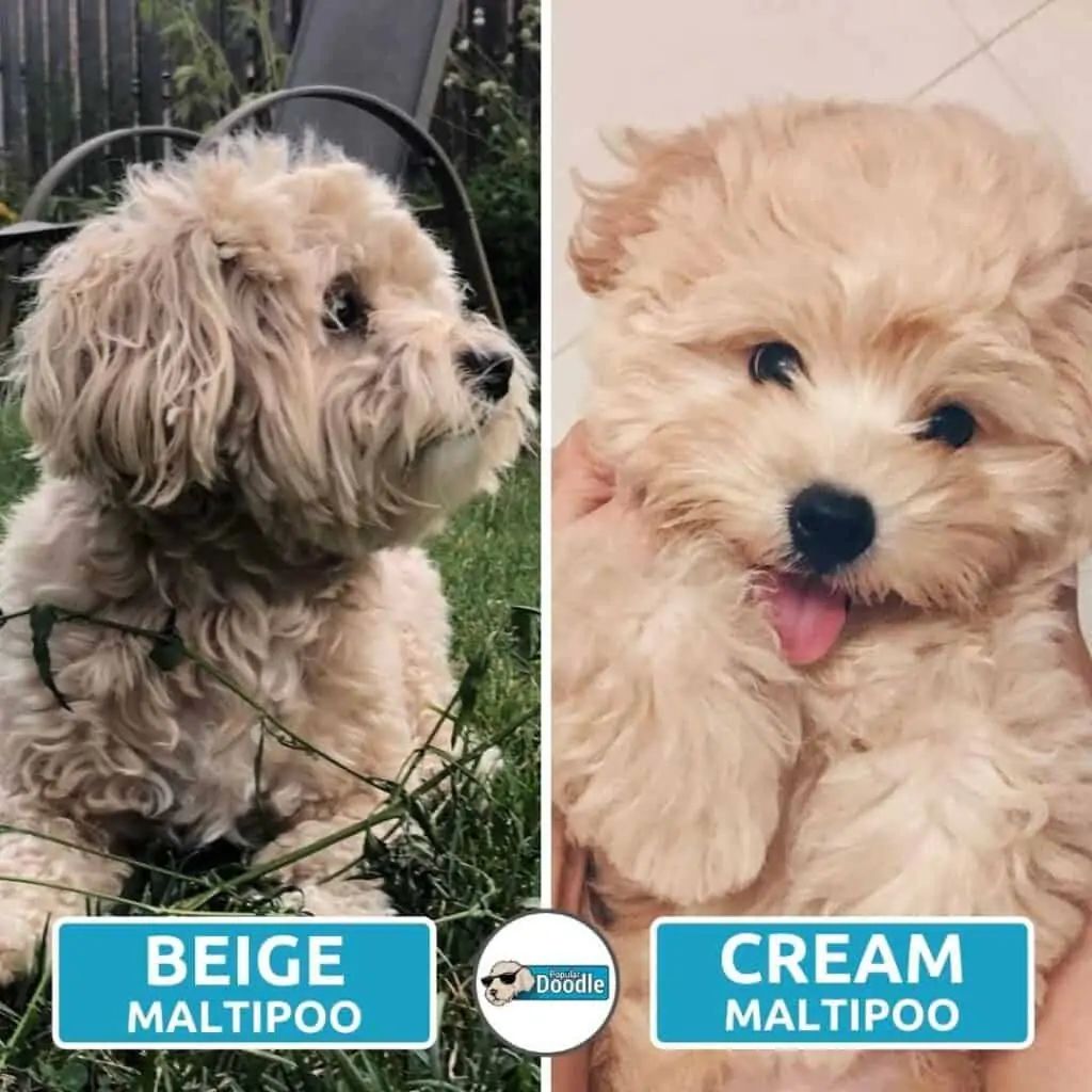 cream vs beige maltipoo