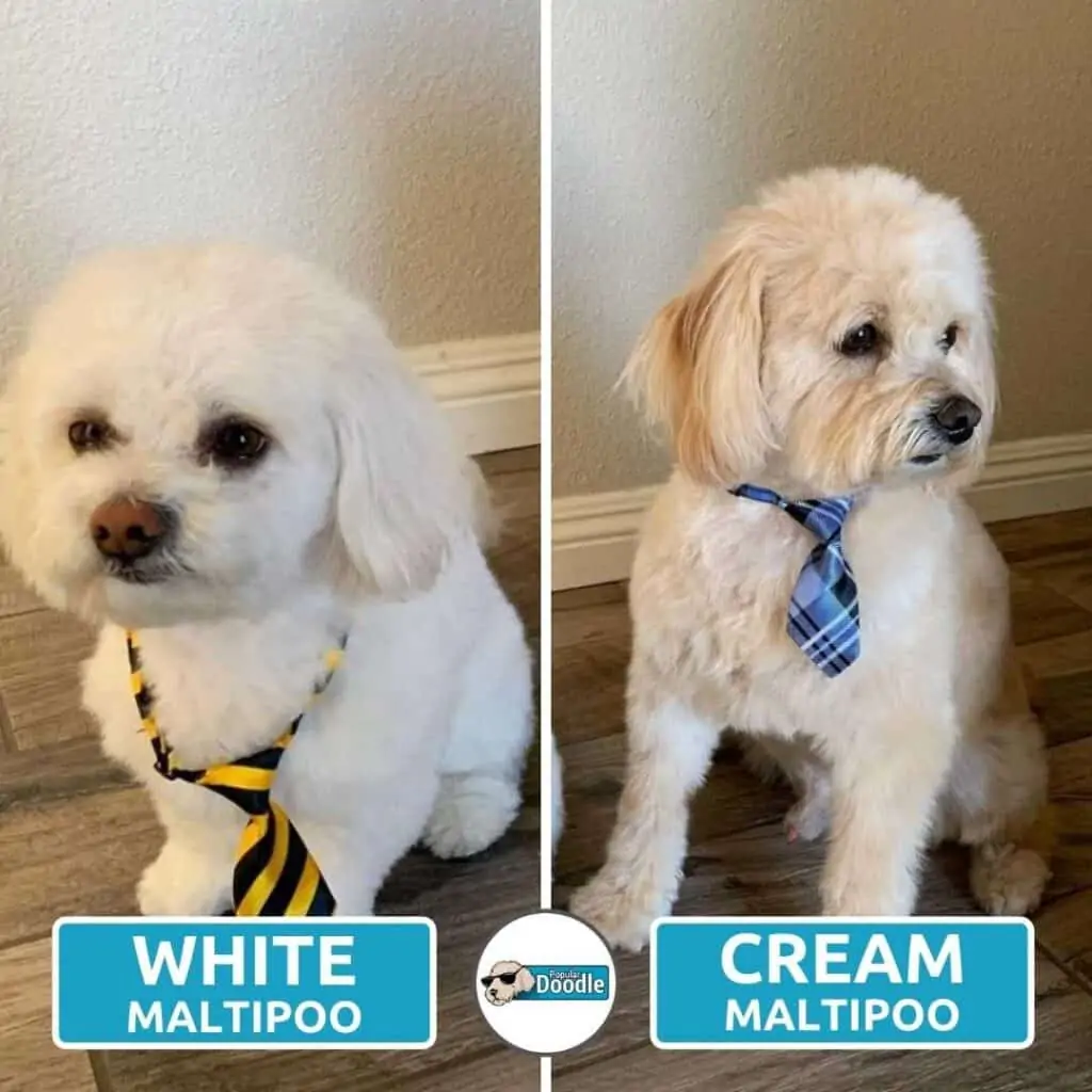 cream vs white maltipoo