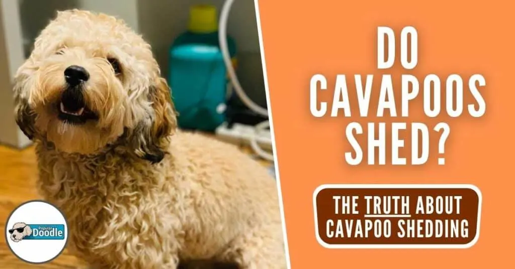 do-cavapoos-shed