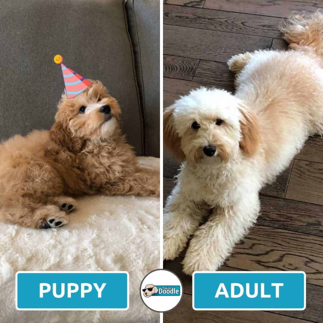 Apricot Goldendoodles 10 Things You Didn't Know!