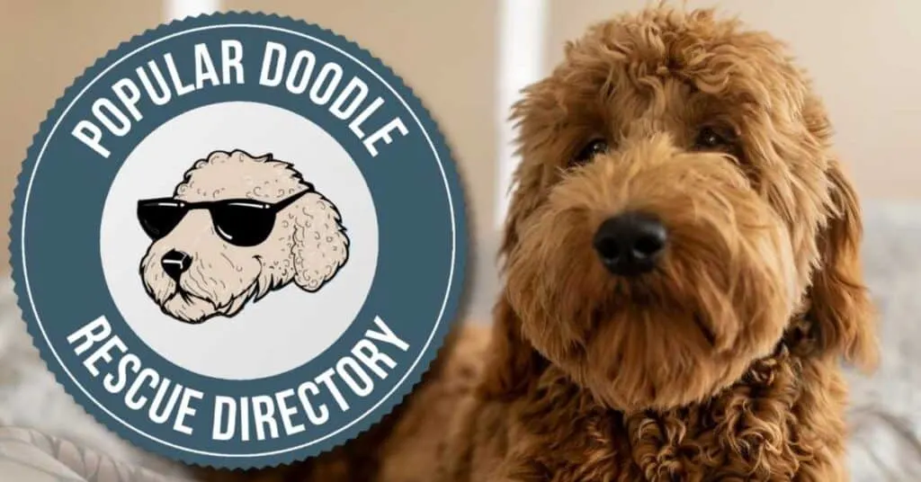 goldendoodle-rescues