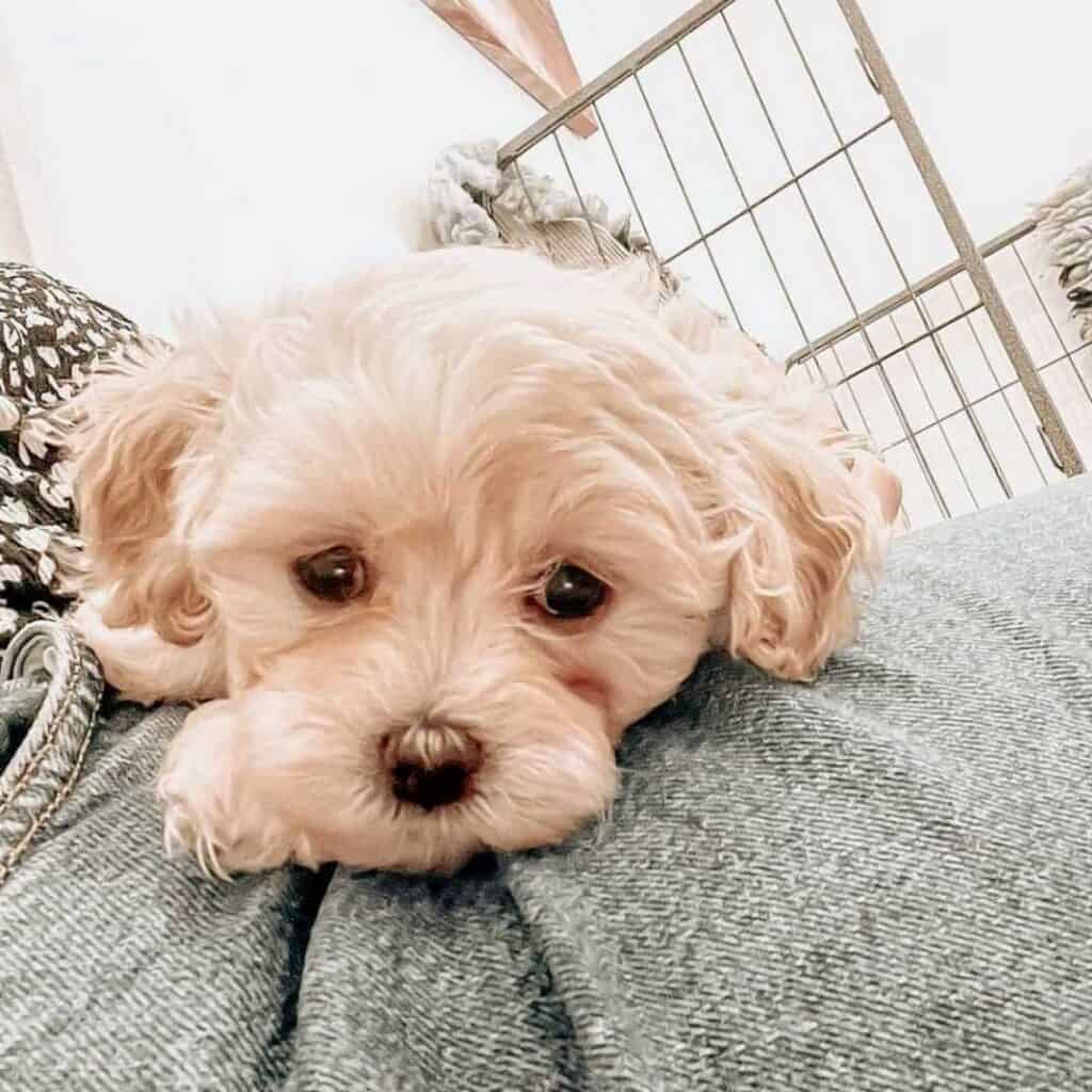 Teddy Bear Cut Maltipoo Haircuts