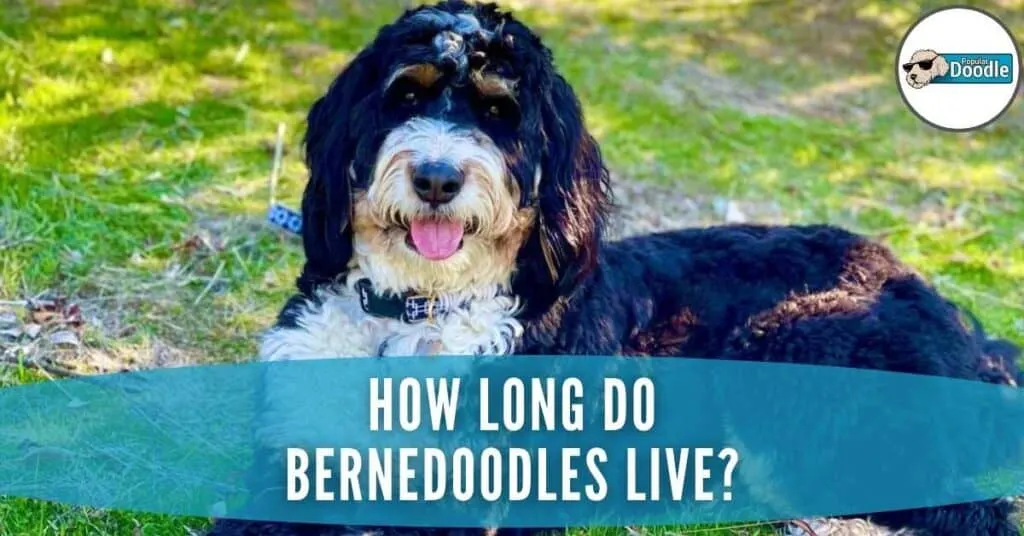 how much exercise does a bernedoodle need