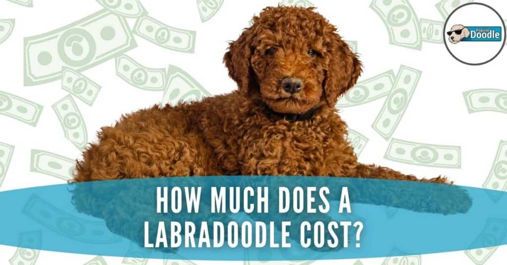 How Much Does a Labradoodle Cost? We Surveyed 500+ Owners to See!