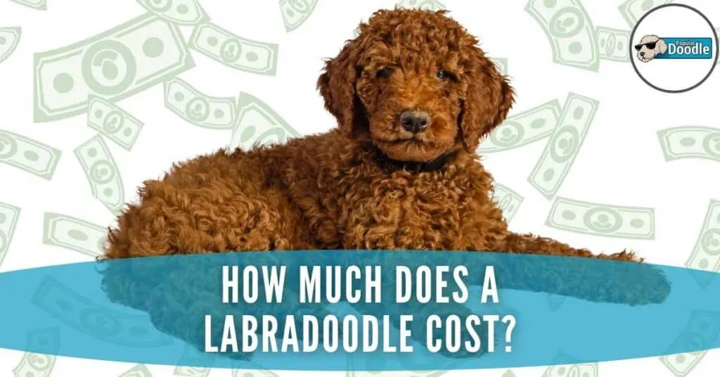 Goldendoodle cost sale to buy