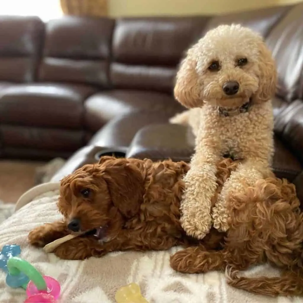 cavapoos cuddling