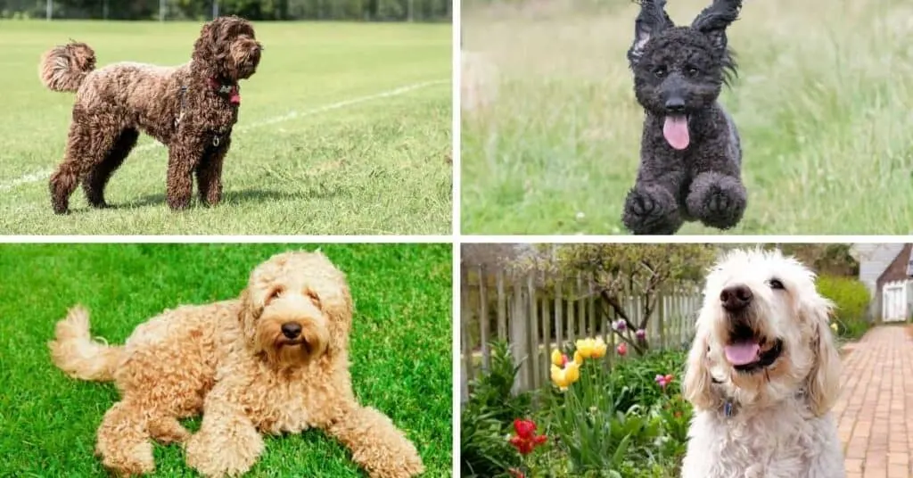 labradoodle color examples