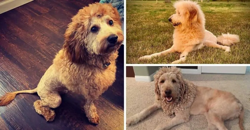 Goldendoodle Lion Cut: 16 Examples of This Unique Haircut for Dogs!