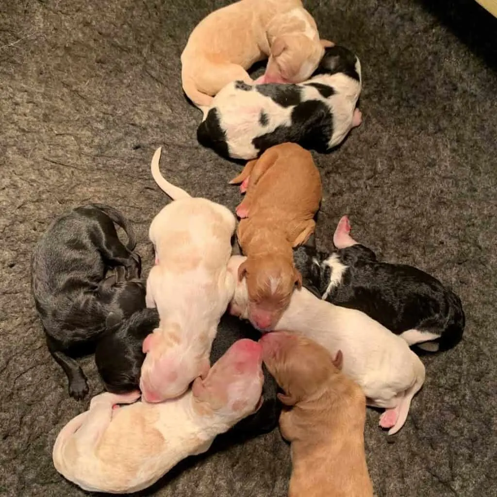 how many puppies can a dog have at one time