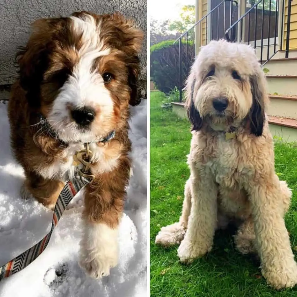 What is a Sable Bernedoodle? [Photo Gallery & FAQs]