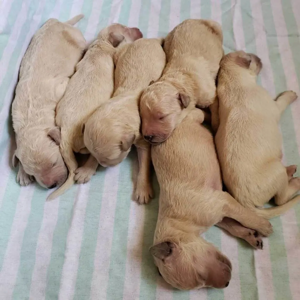 Newborn best sale goldendoodle puppies