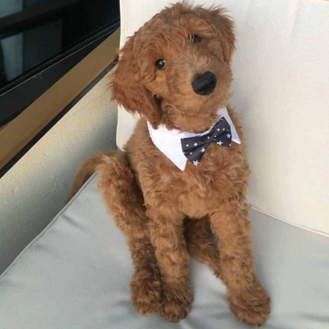 Apricot Goldendoodles 10 Things You Didn't Know!