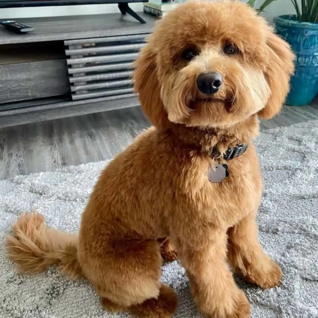 teddybear haircut