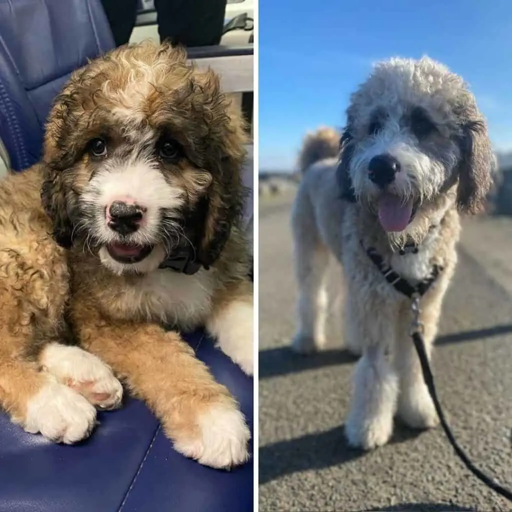 What is a Sable Bernedoodle? [Photo Gallery & FAQs]