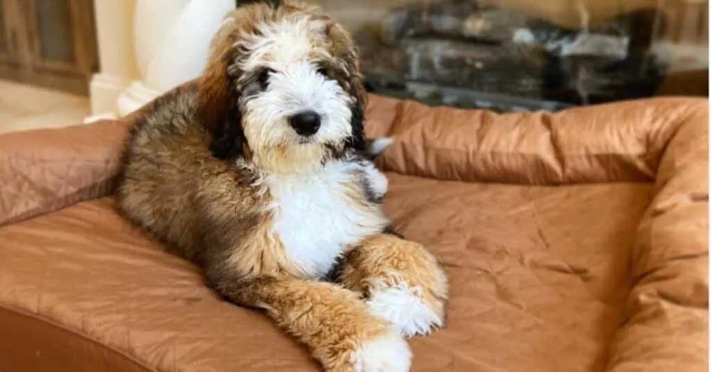 at what age is a bernedoodle full grown