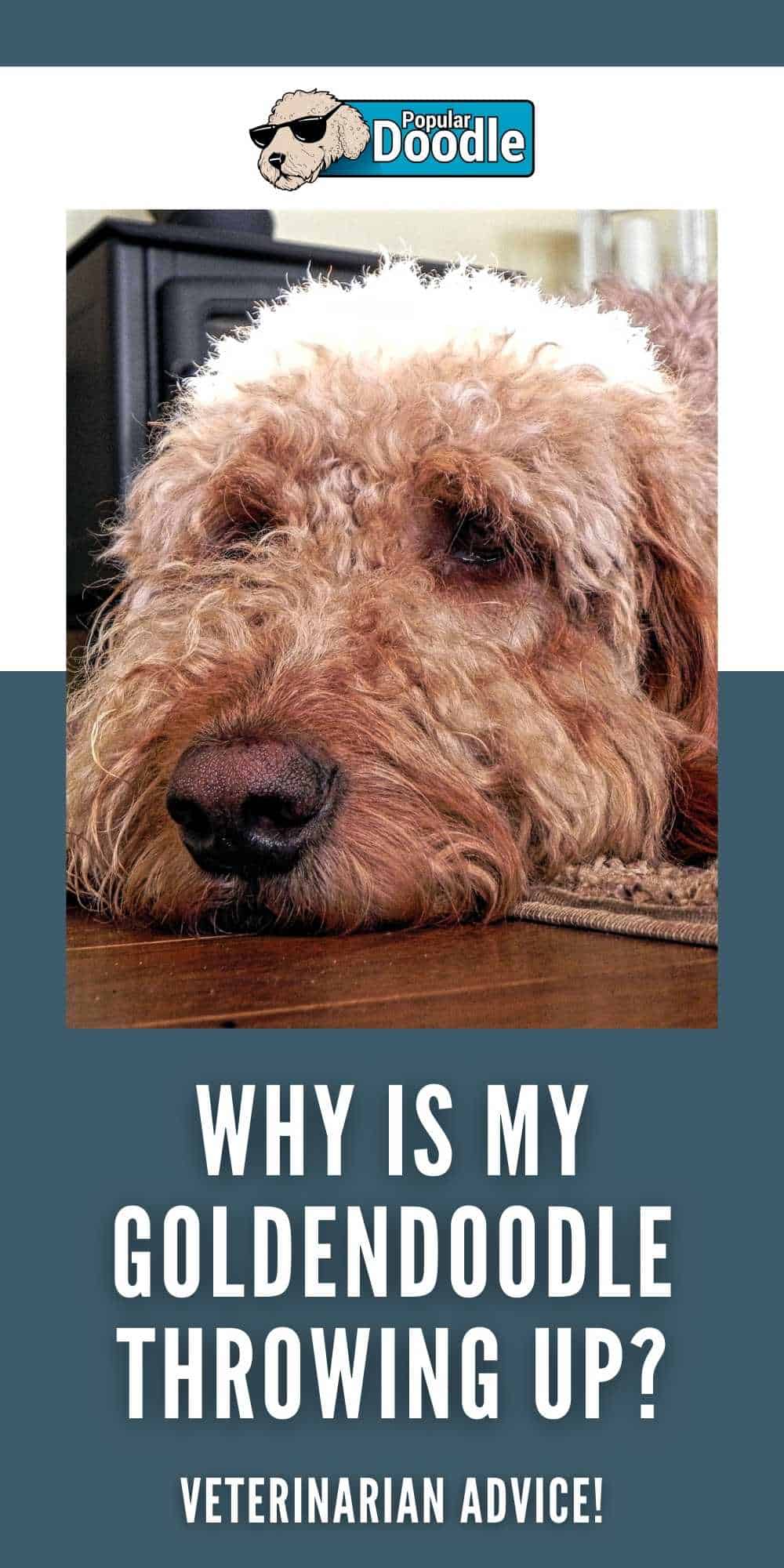 Why is My Goldendoodle Throwing Up? (Veterinarian Advice!)