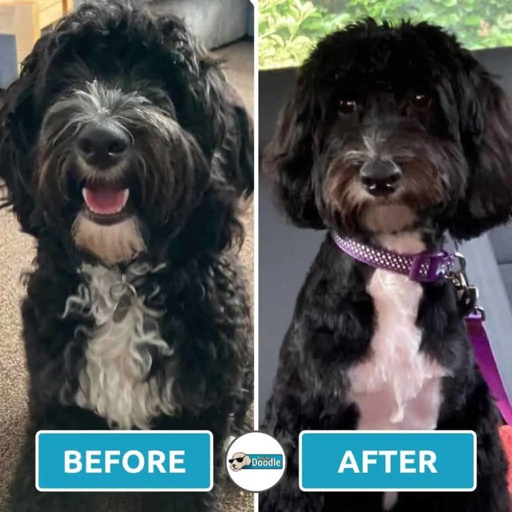 This black and white Cockapoo is looking great after a shorter haircut!