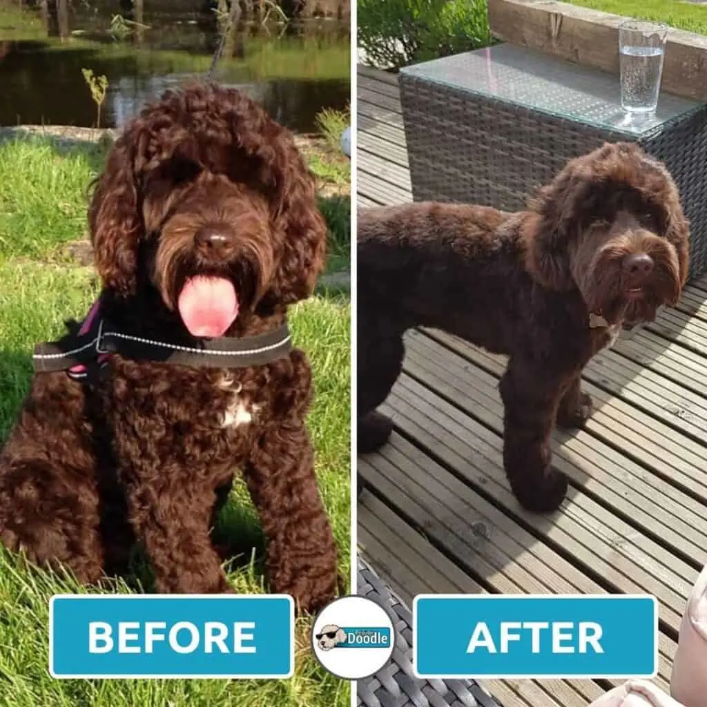 A brown Cockapoo with a short haircut.  The hair around the head is still kept at a longer length.