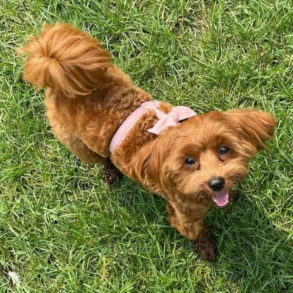 apricot yorkiepoo