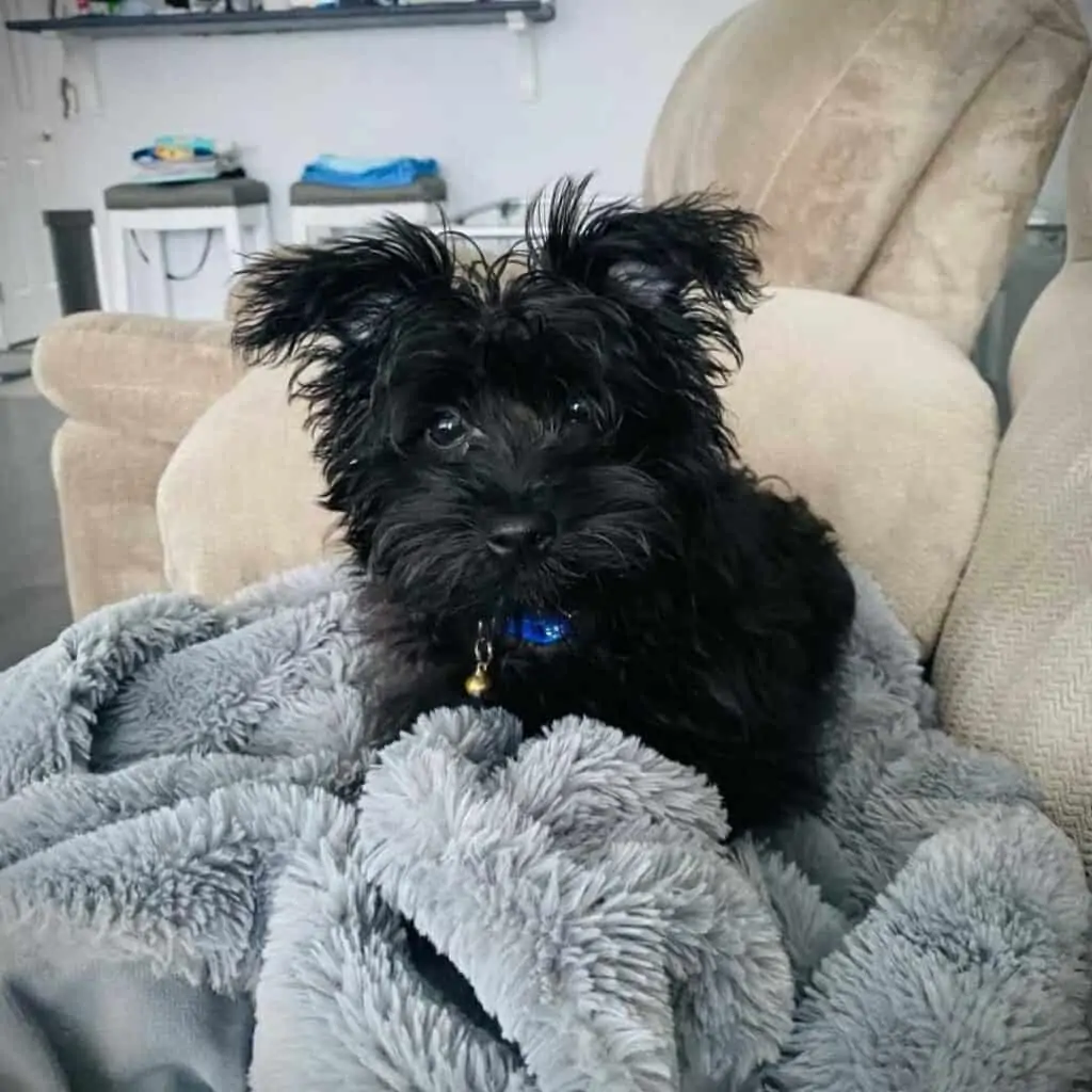 black yorkiepoo