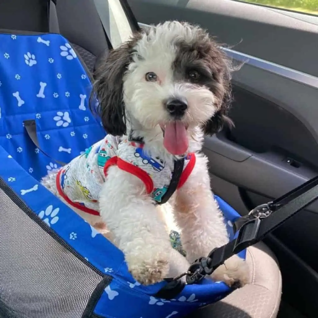 black and white yorkiepoo