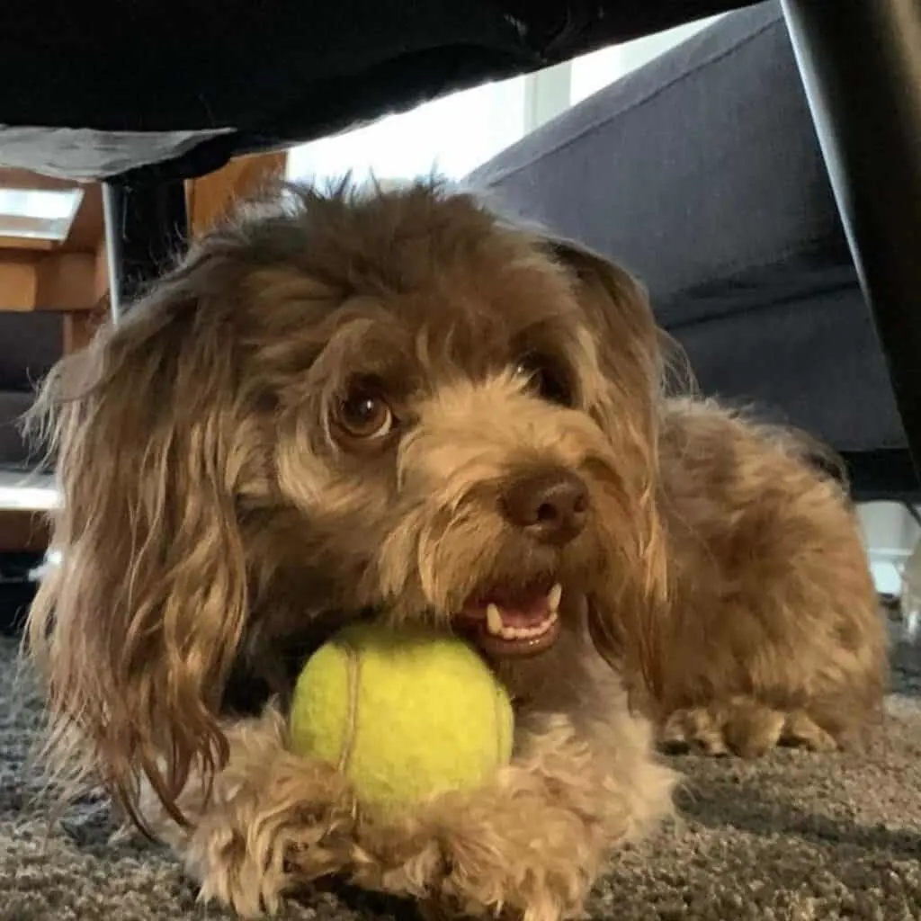 brown yorkiepoo