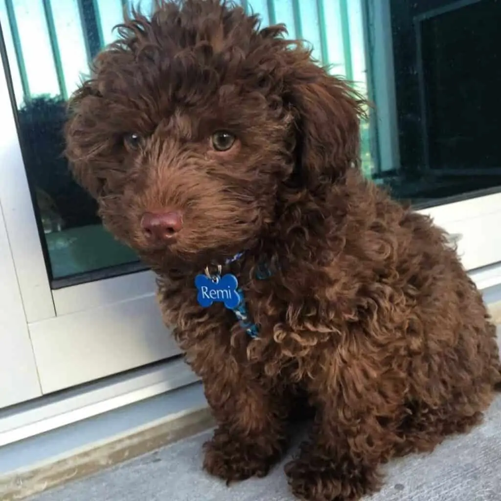 chocolate yorkiepoo