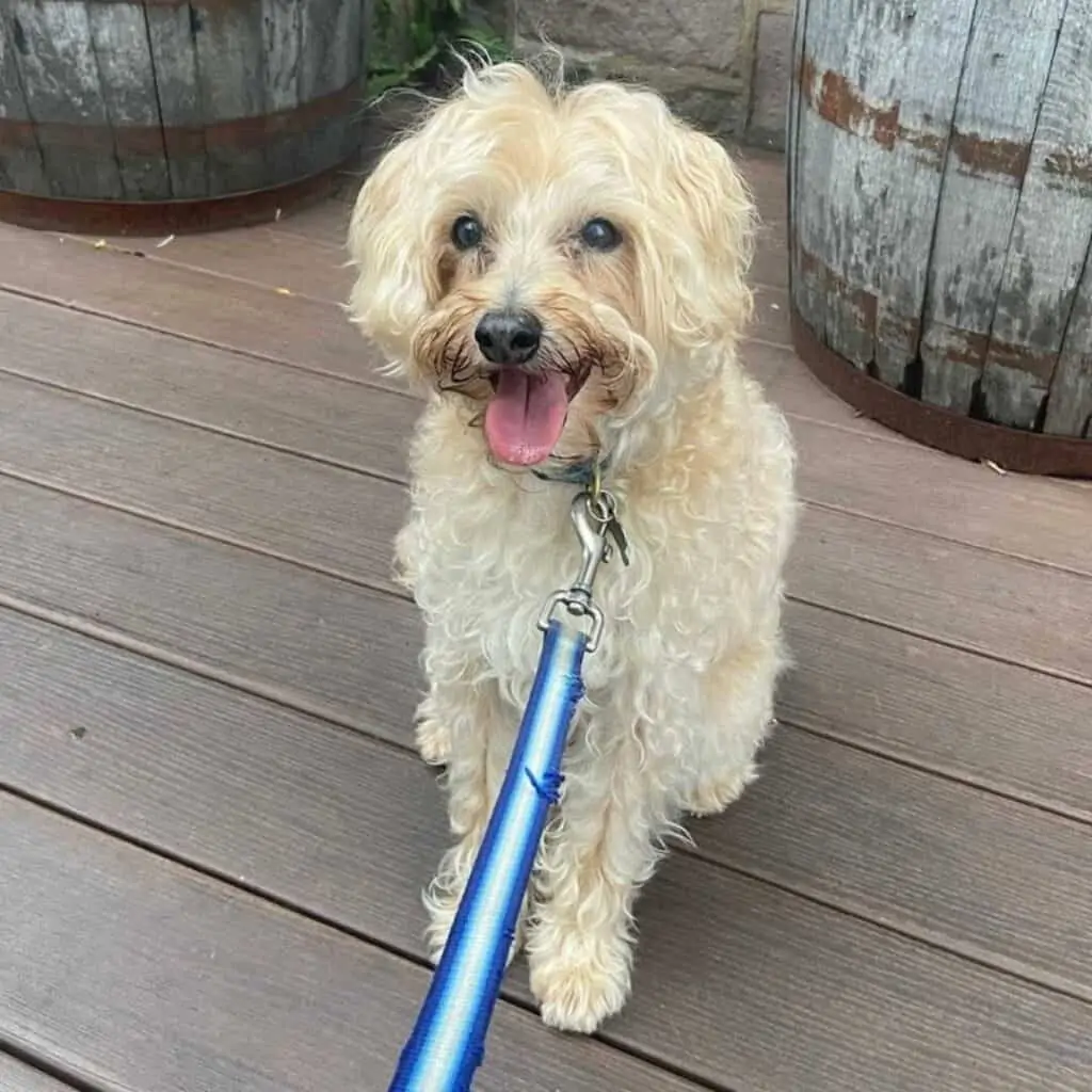 cream yorkiepoo