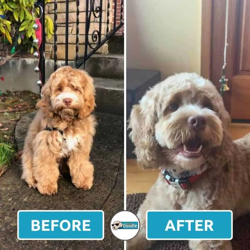 Cream Cockapoo looking happy after a summer cut.