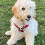 Cockapoo Generations Made Easy (F1, F1B, F1BB, F2, F2B, F2BB, F3, Multigen)