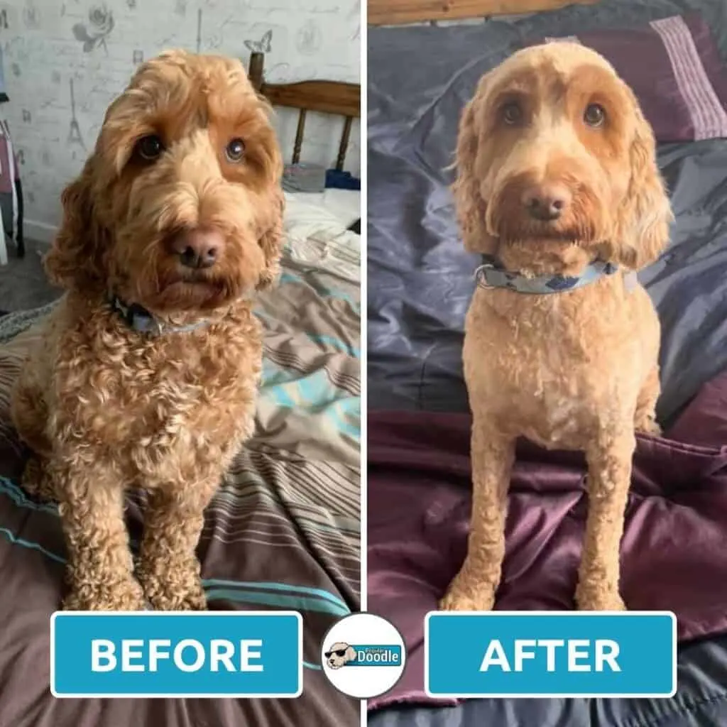 This cream colored Cockapoo is sporting a kennel cut with slightly longer face.