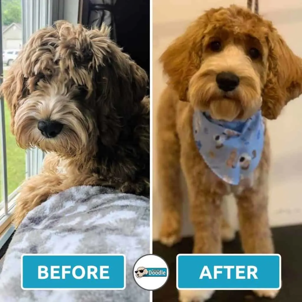 This Cockapoo is looking spiffy after a short grooming.