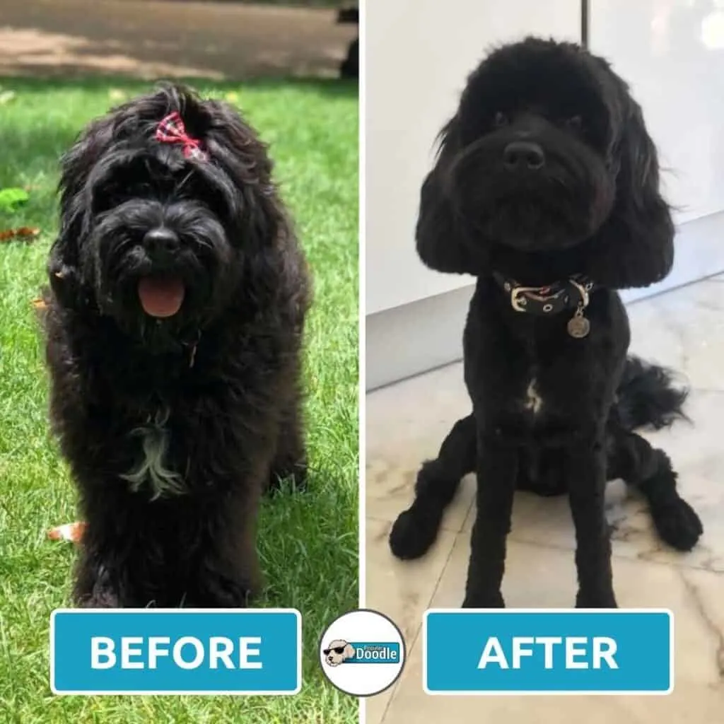 Black Cockapoo rocking a short style.