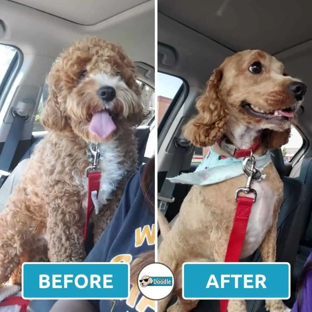 Before and after haircut photo of a cream and white Cockapoo.