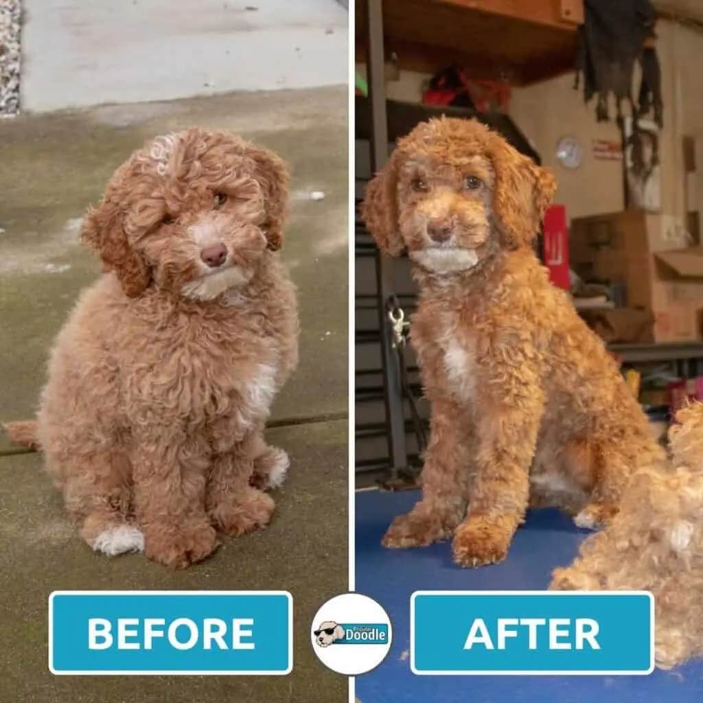 Traditional store cockapoo haircut