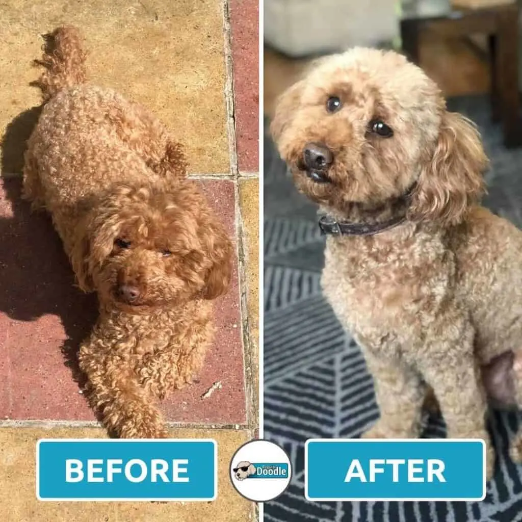 Before and after a short Cockapoo haircut!