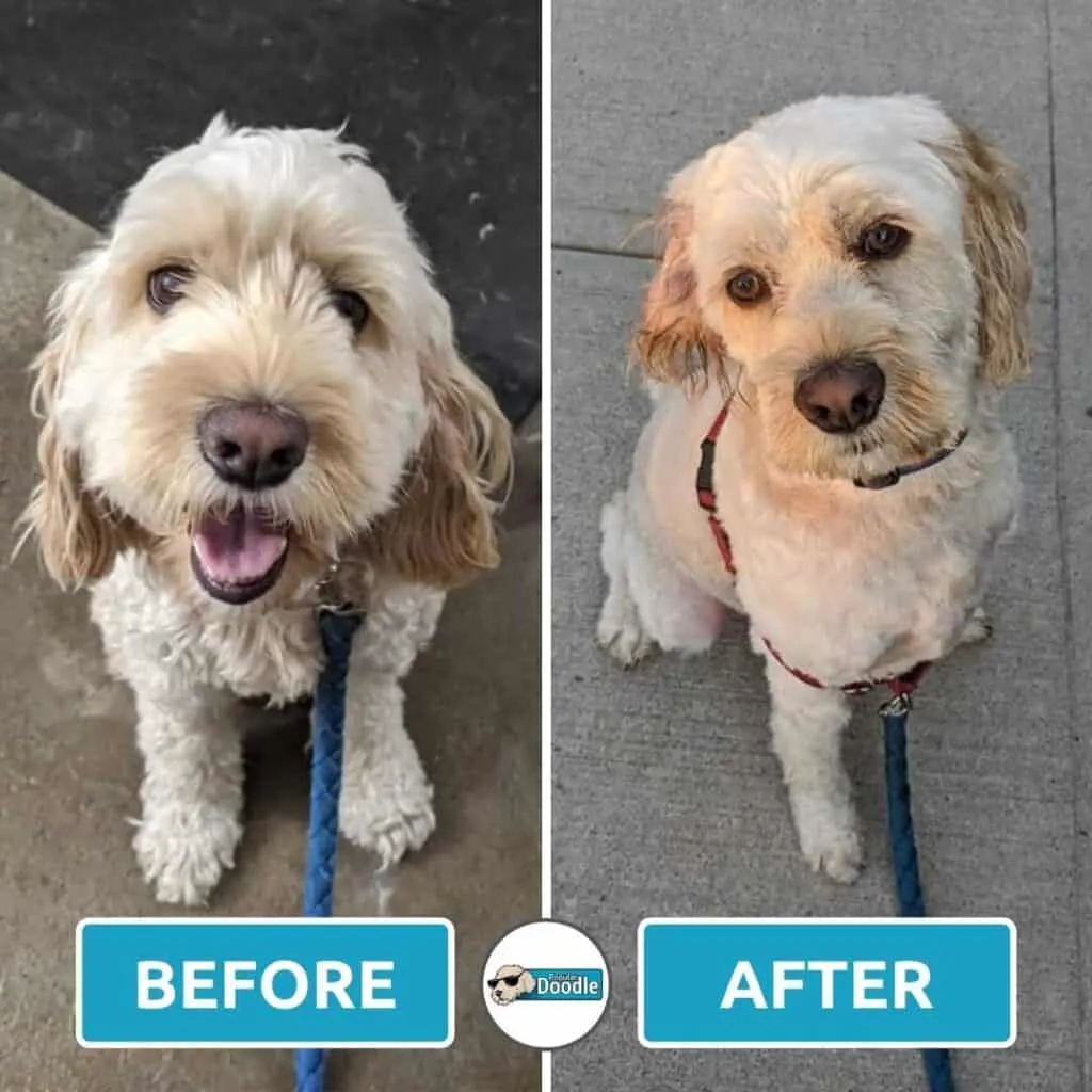 An example of a Cockapoo kennel cut with a slightly longer head.