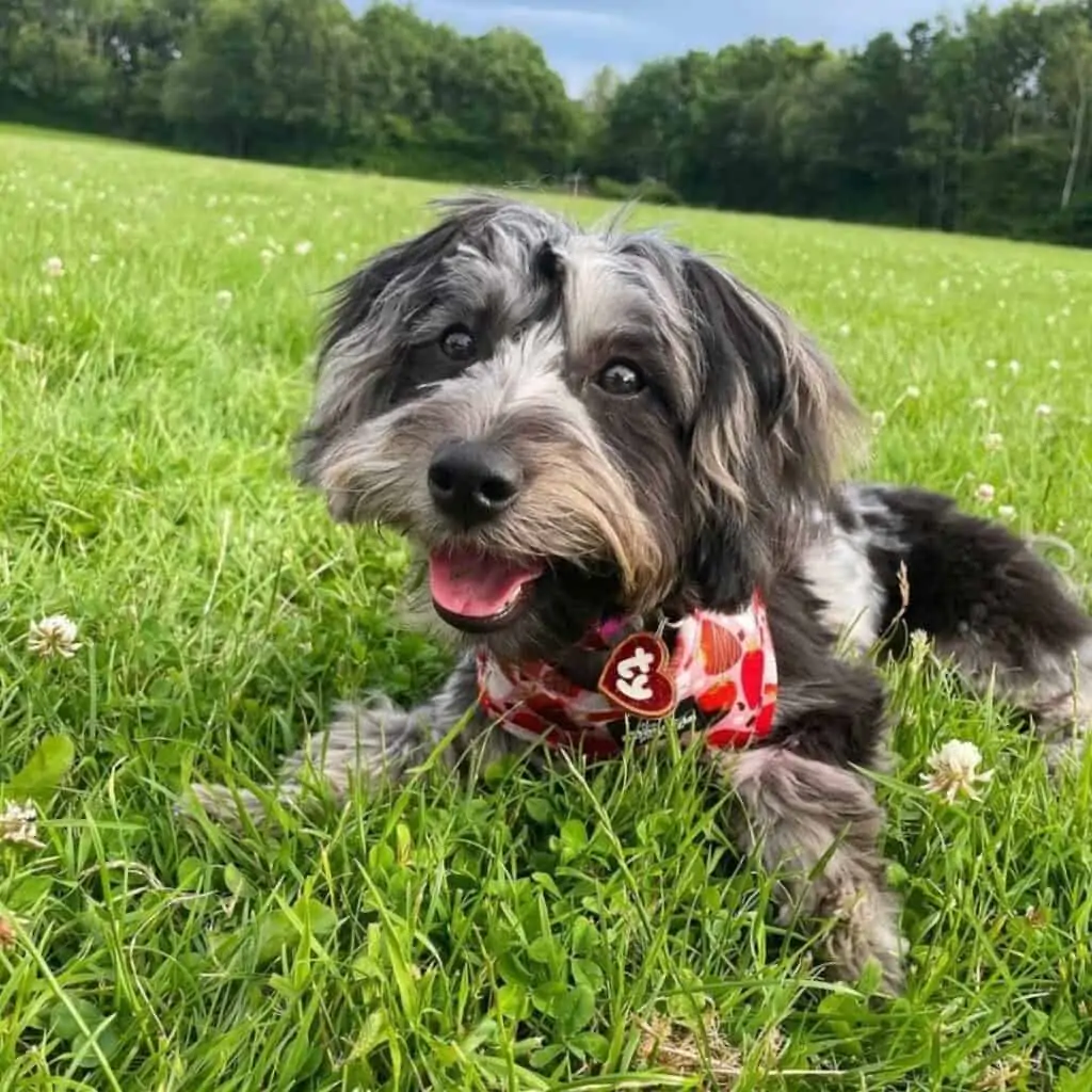 merle yorkiepoo