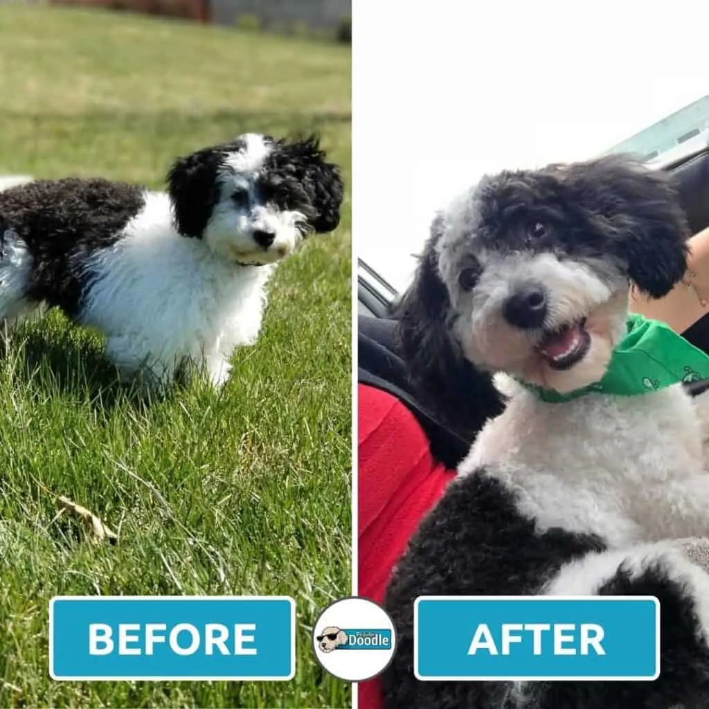 This black and white parti Cockapoo is looking spiffy!