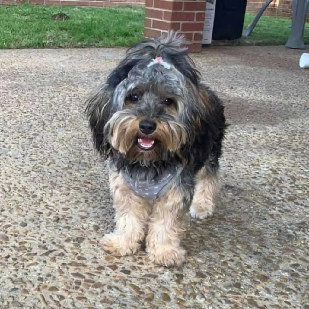 Brindle yorkie hot sale poo