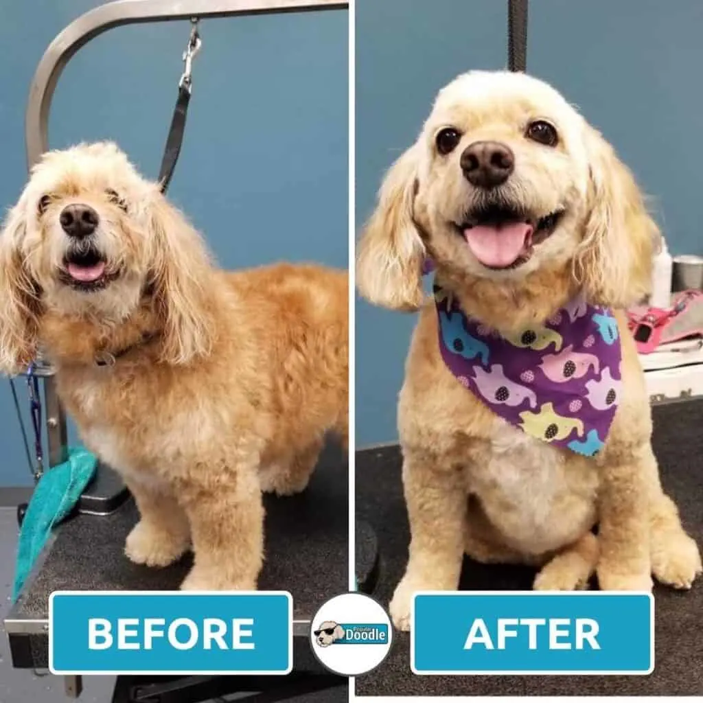 Happy Cockapoo during grooming.