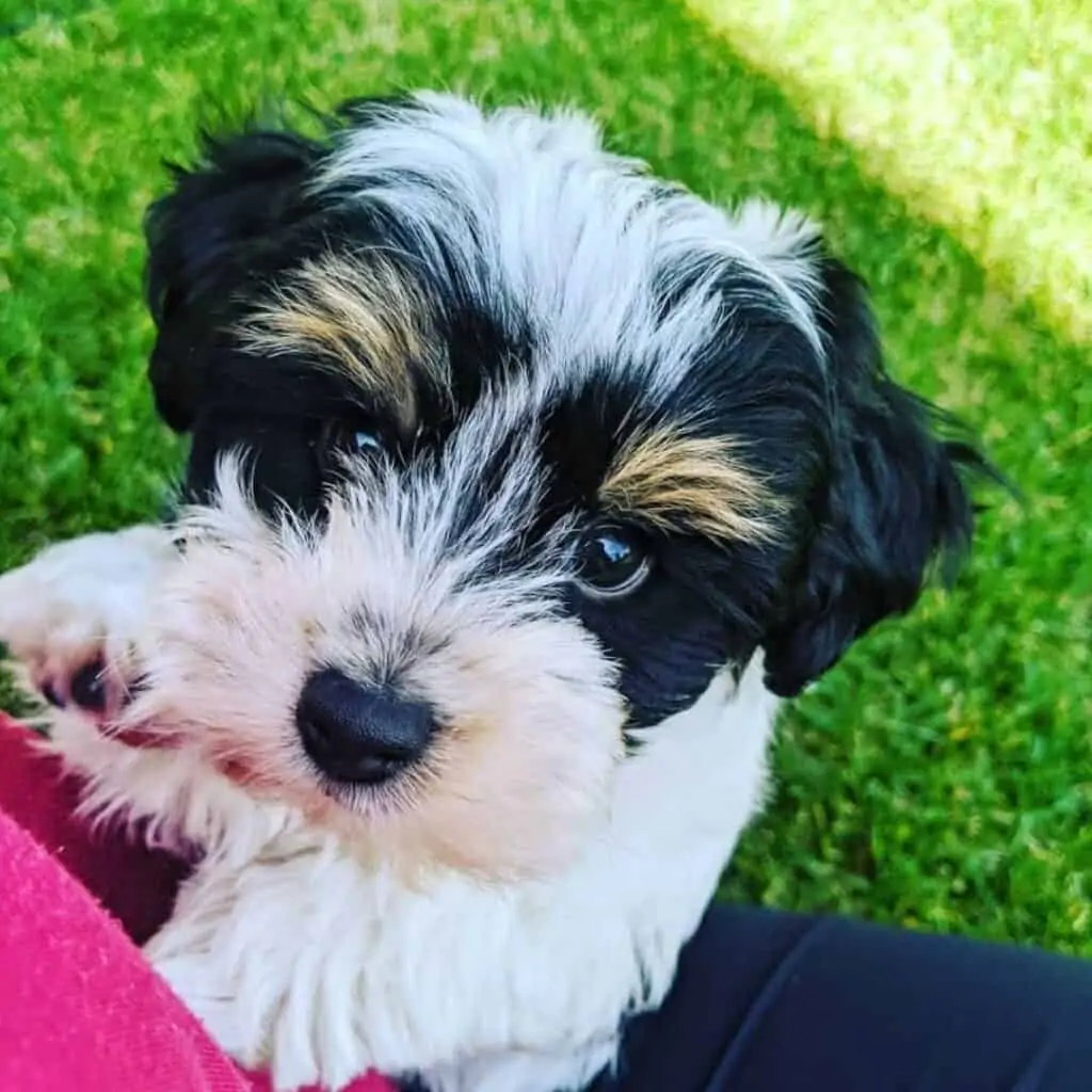 cream yorkie poo