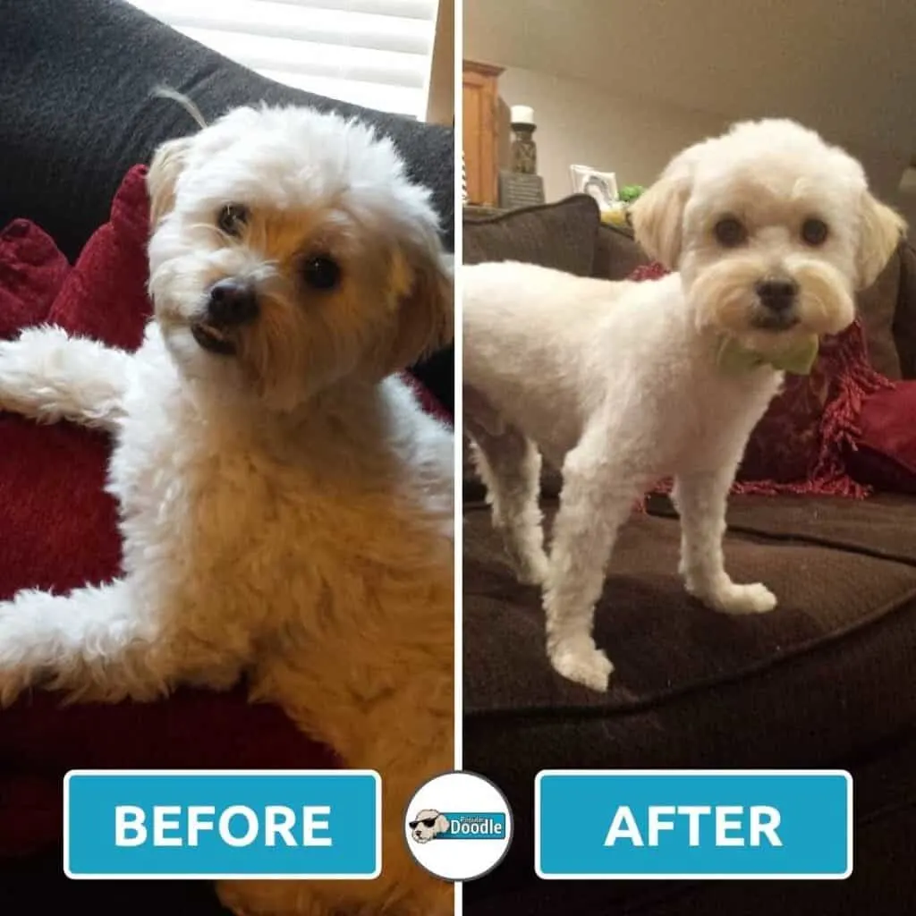 This white mini Cockapoo is looking adorable in a bow tie after a trim.