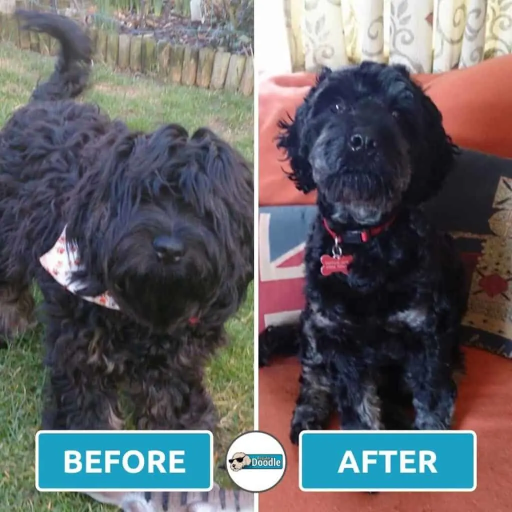 Black Cockapoo after a short haircut.